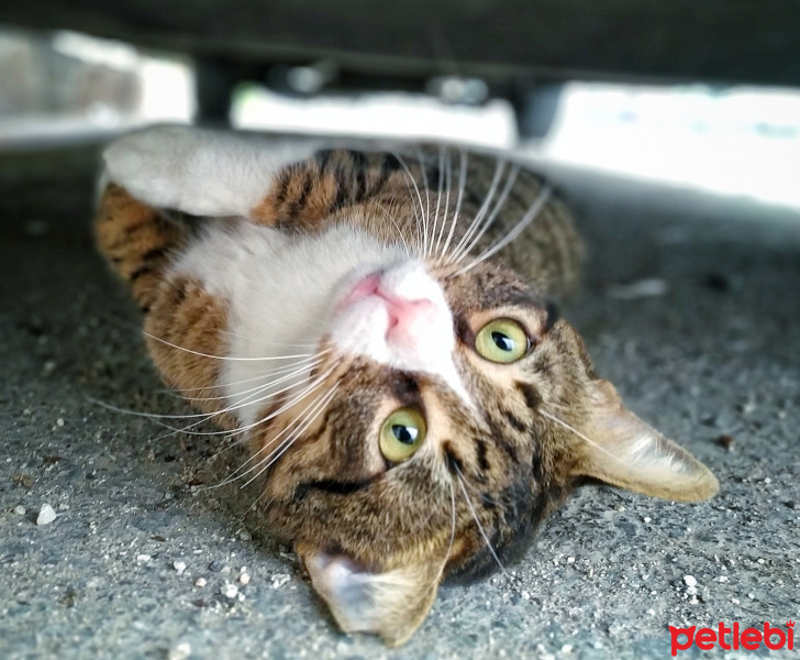 Tekir Kedi, Kedi  Mercimek fotoğrafı