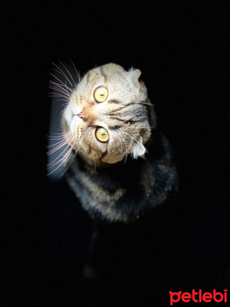 Scottish Fold, Kedi  DUMAN fotoğrafı
