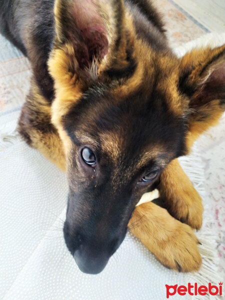 Alman Çoban Köpeği, Köpek  Umut fotoğrafı