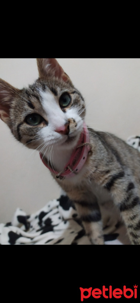 Tekir Kedi, Kedi  Atik fotoğrafı