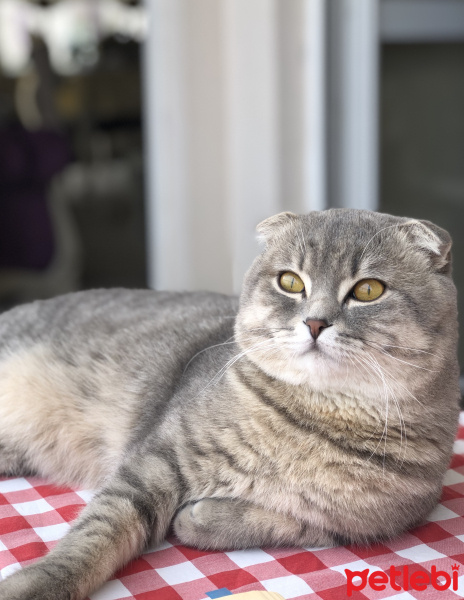 Scottish Fold, Kedi  Müdür bey fotoğrafı