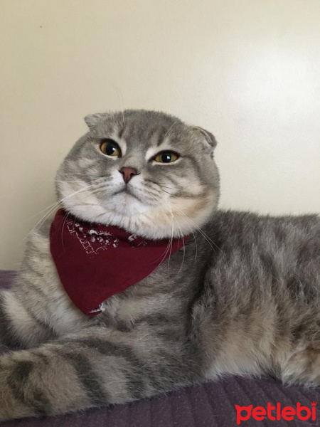 Scottish Fold, Kedi  Müdür bey fotoğrafı