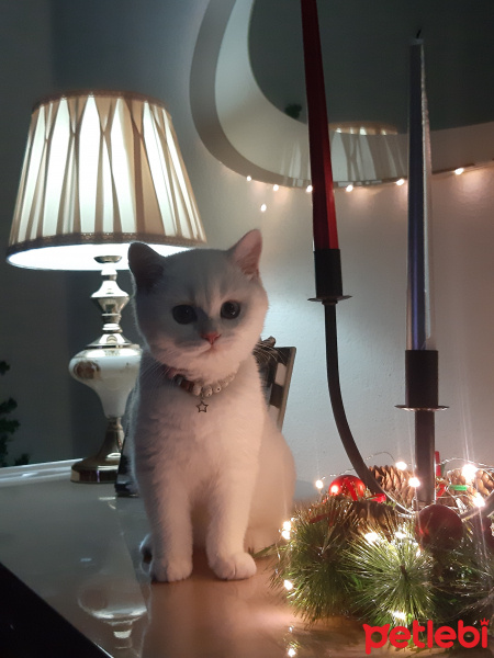 British Shorthair, Kedi  Pamuk fotoğrafı