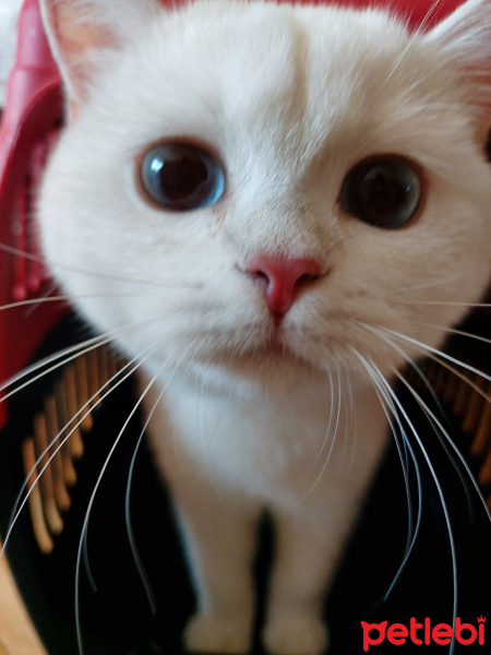 British Shorthair, Kedi  Pamuk fotoğrafı