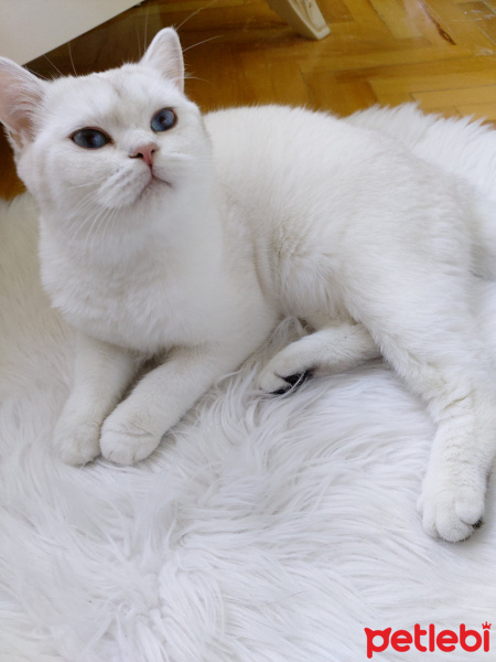 British Shorthair, Kedi  Pamuk fotoğrafı