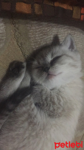 British Shorthair, Kedi  Coco fotoğrafı
