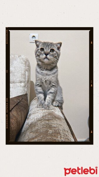 British Shorthair, Kedi  Çakıl fotoğrafı