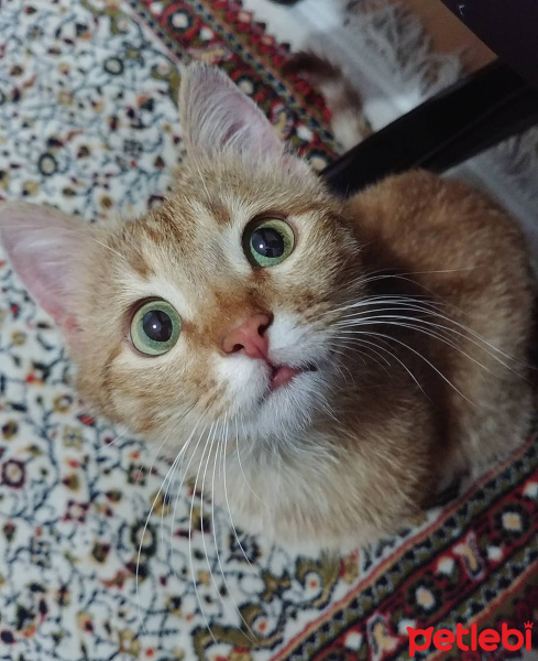 Sarman, Kedi  Şila fotoğrafı