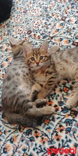 Sarman, Kedi  Şila fotoğrafı