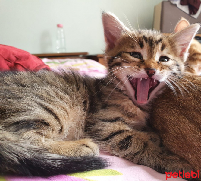 Sarman, Kedi  Şila fotoğrafı