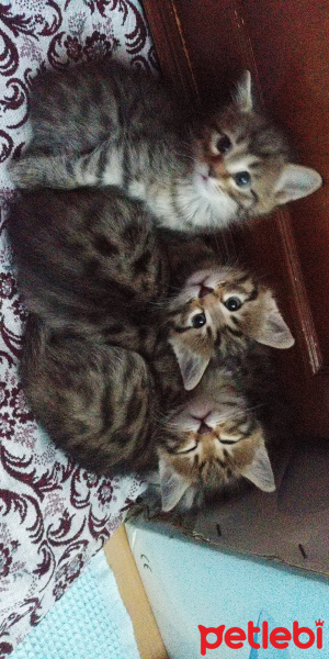 Sarman, Kedi  Şila fotoğrafı