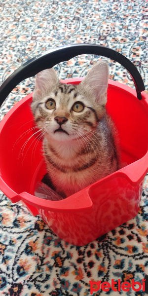 Sarman, Kedi  Şila fotoğrafı