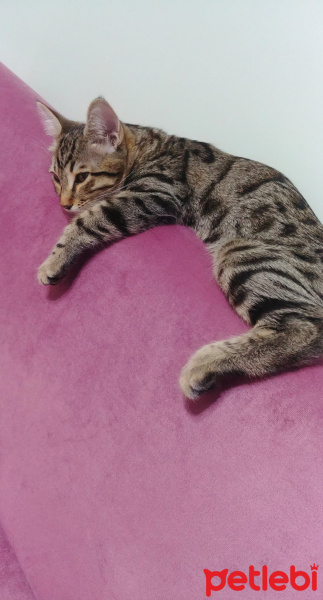 Sarman, Kedi  Şila fotoğrafı