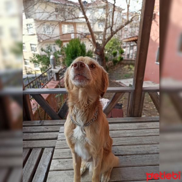 Labrador Retriever, Köpek  Paşa fotoğrafı