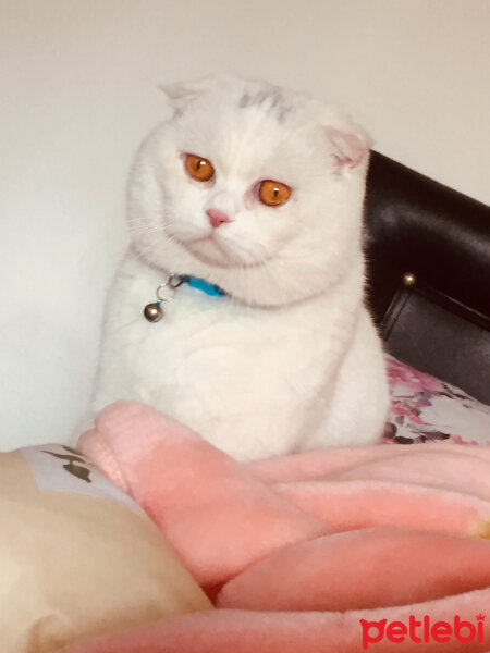 Scottish Fold, Kedi  Yumuş fotoğrafı