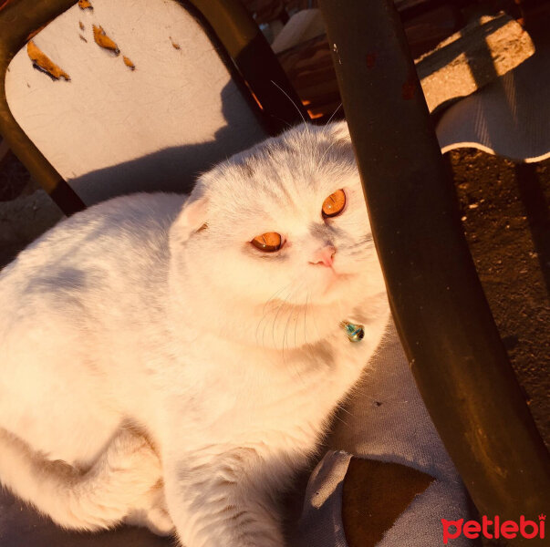 Scottish Fold, Kedi  Yumuş fotoğrafı