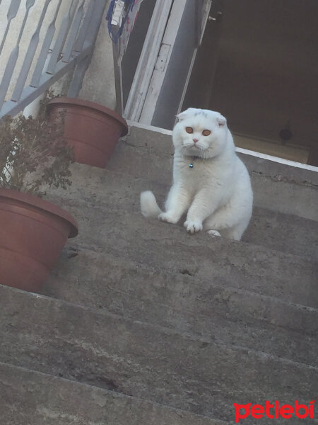 Scottish Fold, Kedi  Yumuş fotoğrafı