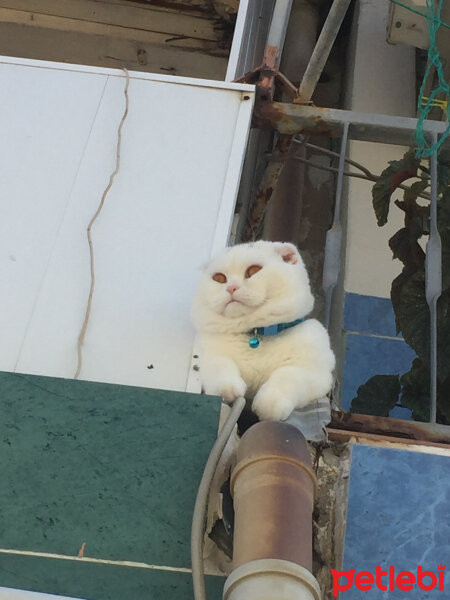 Scottish Fold, Kedi  Yumuş fotoğrafı