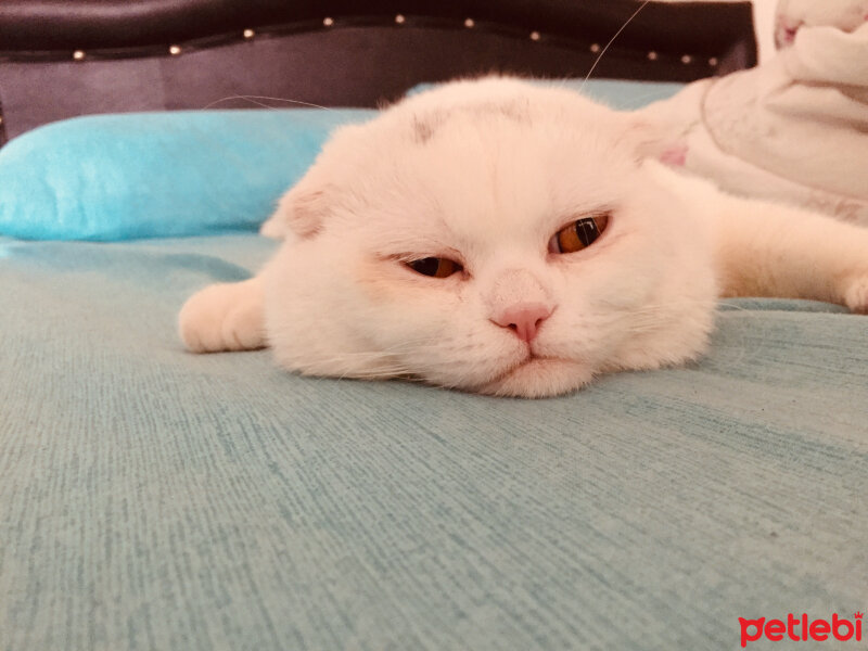 Scottish Fold, Kedi  Yumuş fotoğrafı