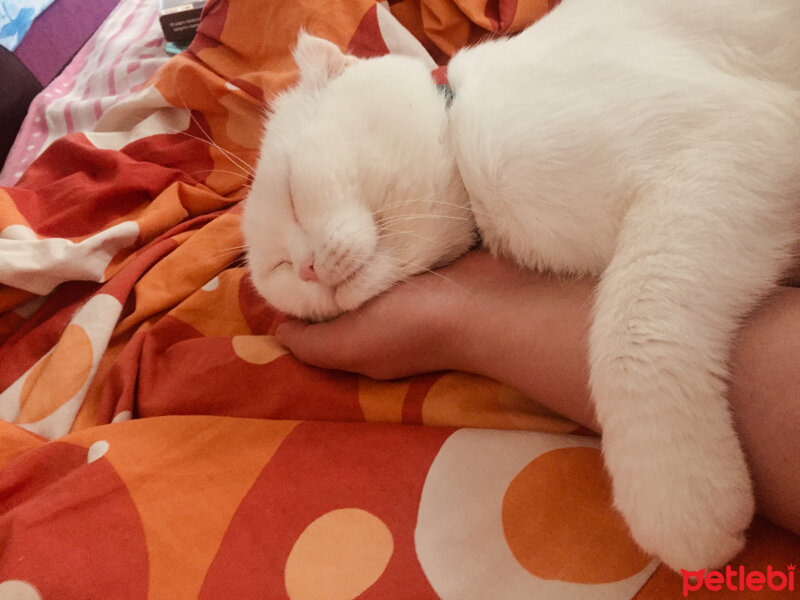 Scottish Fold, Kedi  Yumuş fotoğrafı