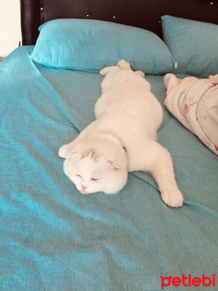 Scottish Fold, Kedi  Yumuş fotoğrafı