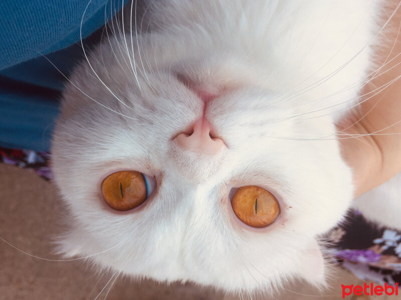 Scottish Fold, Kedi  Yumuş fotoğrafı