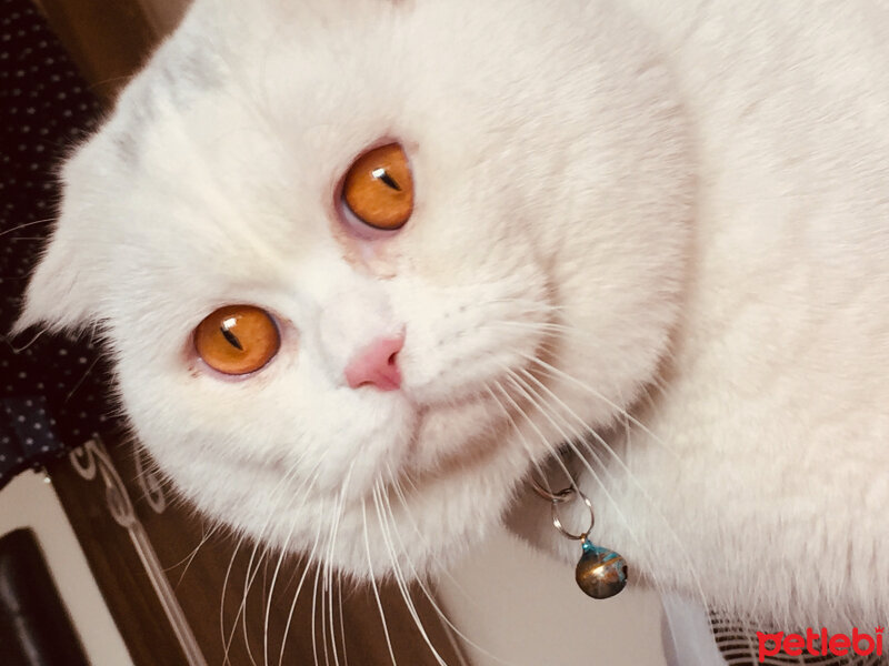 Scottish Fold, Kedi  Yumuş fotoğrafı