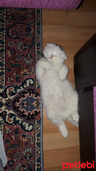 Scottish Fold, Kedi  Yumuş fotoğrafı