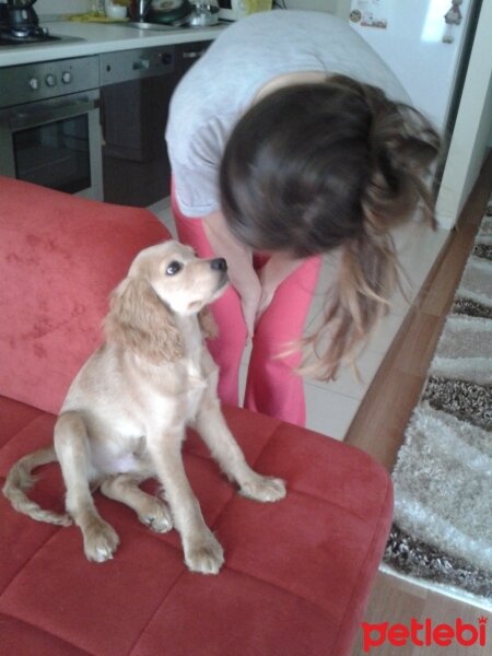 Amerikan Cocker Spaniel, Köpek  Tarçın fotoğrafı