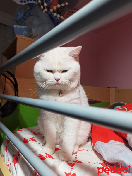 British Shorthair, Kedi  Bulut fotoğrafı