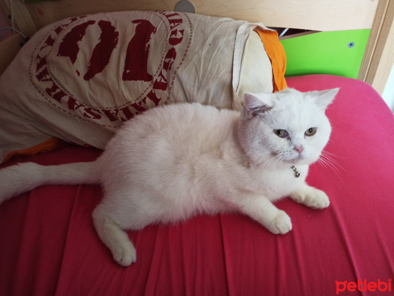 British Shorthair, Kedi  Bulut fotoğrafı