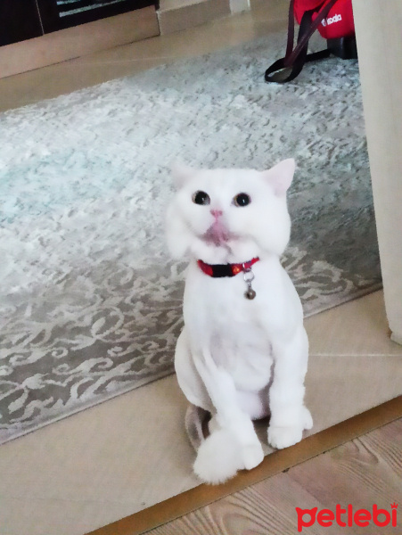 British Shorthair, Kedi  Bulut fotoğrafı