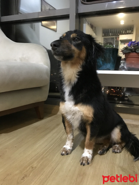 Sokö (Sokak Köpeği), Köpek  Uysal fotoğrafı