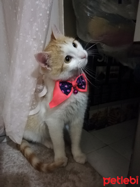 Sarman, Kedi  Limon fotoğrafı