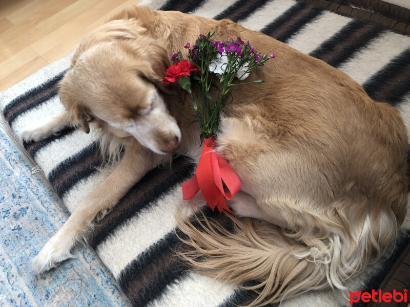 Golden Retriever, Köpek  kopuk fotoğrafı