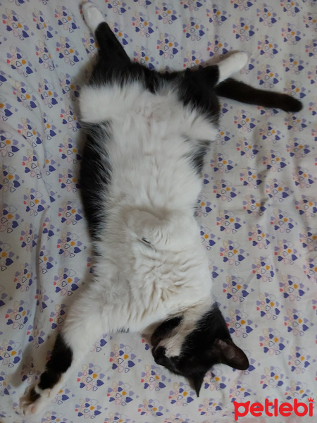 Tuxedo (Smokin) Kedi, Kedi  Memati fotoğrafı