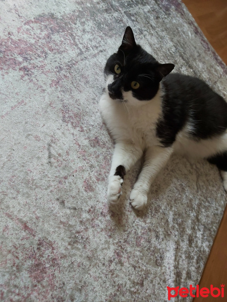 Tuxedo (Smokin) Kedi, Kedi  Memati fotoğrafı