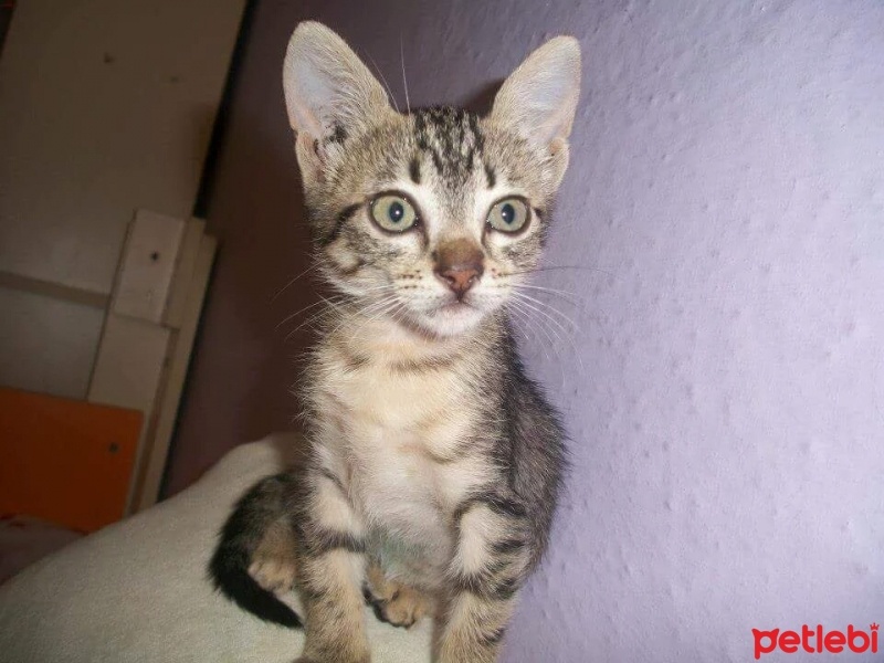 Tekir Kedi, Kedi  Sapsik fotoğrafı