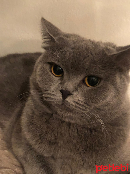 British Shorthair, Kedi  Bitter fotoğrafı