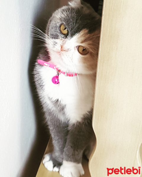 Scottish Fold, Kedi  Lokum fotoğrafı
