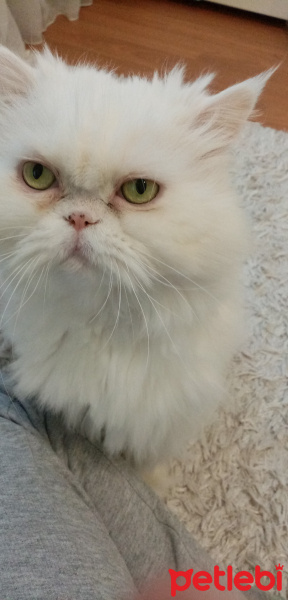 İran Kedisi (Persian), Kedi  Pamuk fotoğrafı