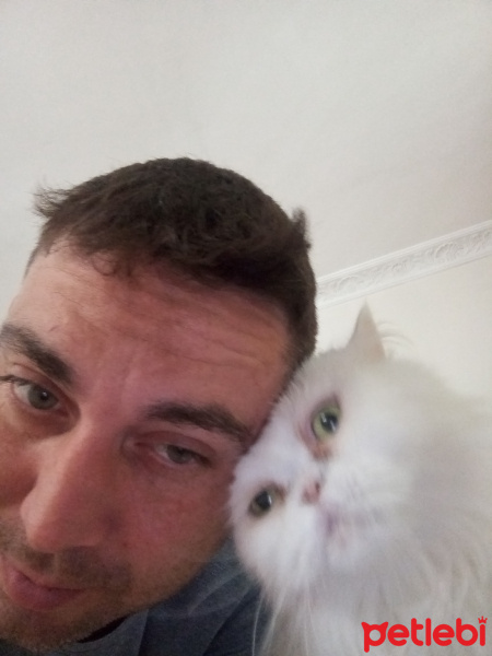 İran Kedisi (Persian), Kedi  Pamuk fotoğrafı