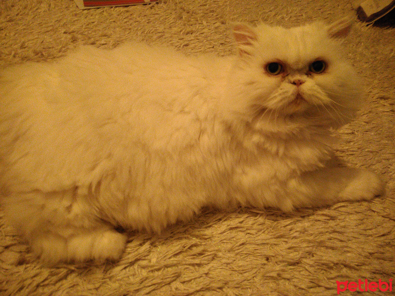 İran Kedisi (Persian), Kedi  Pamuk fotoğrafı