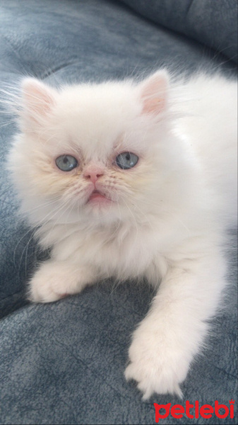 İran Kedisi (Persian), Kedi  Atlas fotoğrafı