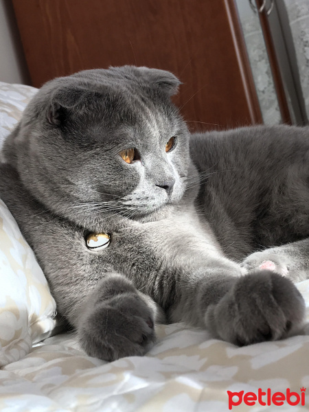 Scottish Fold, Kedi  Lokum fotoğrafı