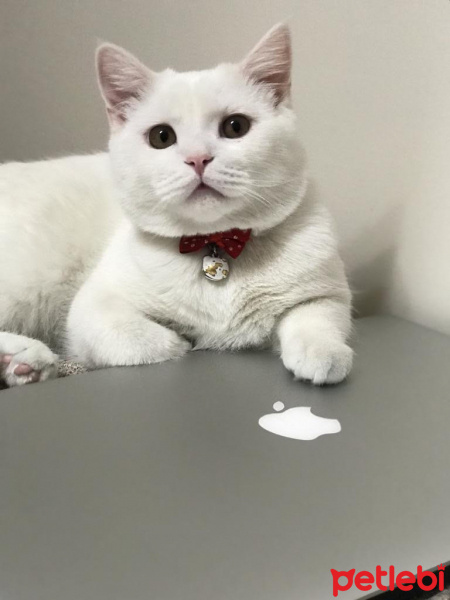 British Shorthair, Kedi  Köpük fotoğrafı