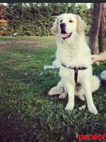 Golden Retriever, Köpek  Güneş fotoğrafı