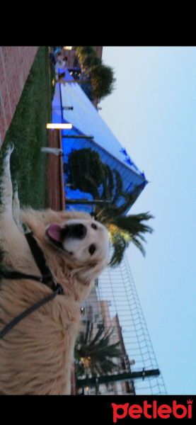 Golden Retriever, Köpek  Güneş fotoğrafı