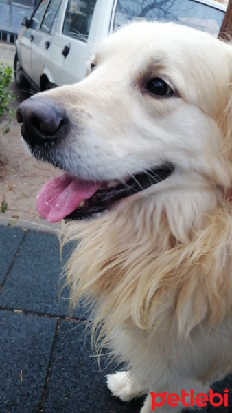 Golden Retriever, Köpek  Güneş fotoğrafı