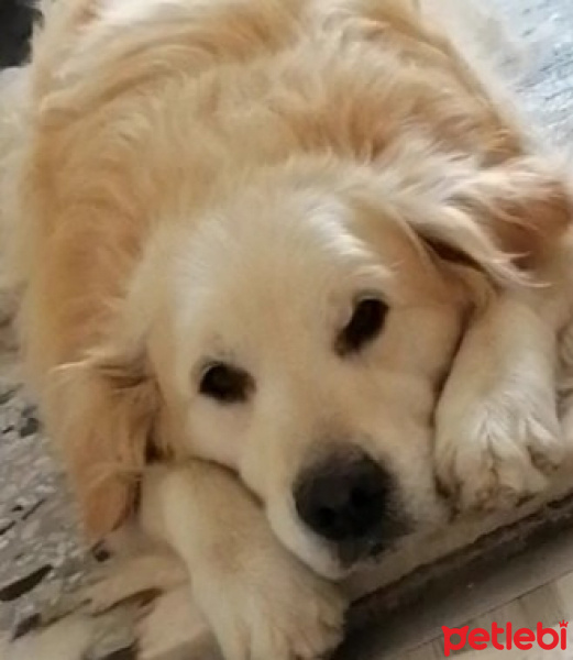 Golden Retriever, Köpek  Güneş fotoğrafı